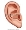 Векторная иллюстрация уха на белом фоне